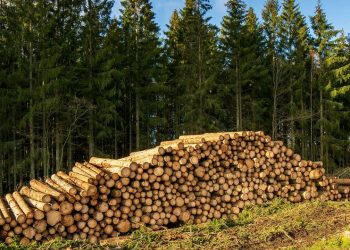 Construcción, energía, carbono: el renacer de la industria forestal como motor de la transición verde en Europa