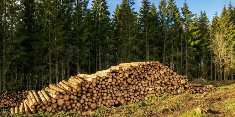 Construcción, energía, carbono: el renacer de la industria forestal como motor de la transición verde en Europa