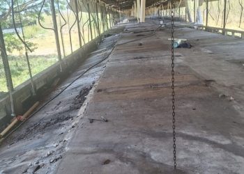 Profepa verifica el retiro de cerdos de la Granja Porcícola Pecuaria Peninsular, en Santa María Chi