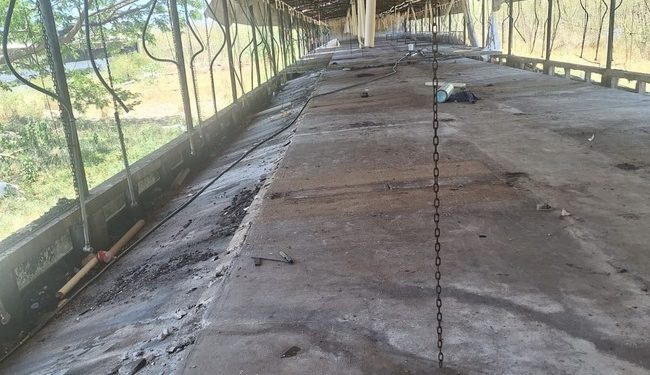 Profepa verifica el retiro de cerdos de la Granja Porcícola Pecuaria Peninsular, en Santa María Chi