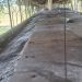 Profepa verifica el retiro de cerdos de la Granja Porcícola Pecuaria Peninsular, en Santa María Chi