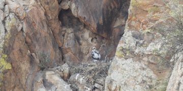 La Conanp imparte un taller de capacitación y monitoreo de Águila Real