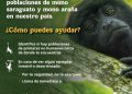 Sector ambiental federal activa protocolo de atención a primates