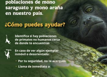 Sector ambiental federal activa protocolo de atención a primates