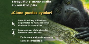 Sector ambiental federal activa protocolo de atención a primates