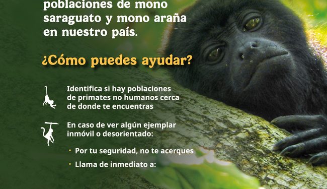 Sector ambiental federal activa protocolo de atención a primates