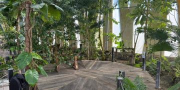 Profepa dona madera asegurada al Orquideario y Jardín Botánico “Comitán” en Chiapas