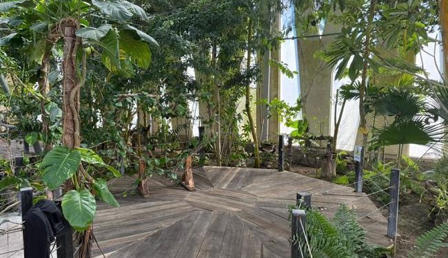 Profepa dona madera asegurada al Orquideario y Jardín Botánico “Comitán” en Chiapas