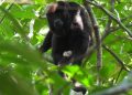 Profepa libera 30 monos aulladores en la Reserva de la Biosfera de los Tuxtlas, Veracruz