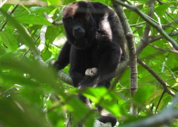 Profepa libera 30 monos aulladores en la Reserva de la Biosfera de los Tuxtlas, Veracruz