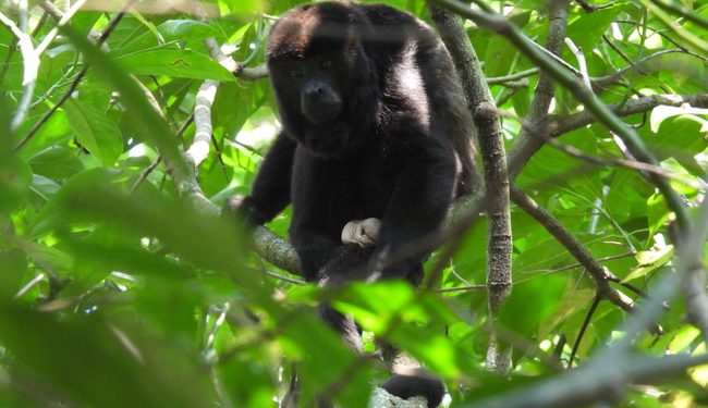 Profepa libera 30 monos aulladores en la Reserva de la Biosfera de los Tuxtlas, Veracruz
