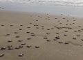 Nacen 421 tortuguitas en playas de Tecolutla; invitan a población a presenciar liberaciones