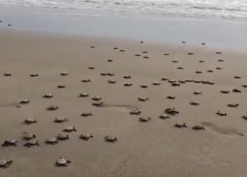 Nacen 421 tortuguitas en playas de Tecolutla; invitan a población a presenciar liberaciones