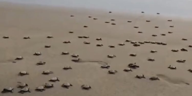 Nacen 421 tortuguitas en playas de Tecolutla; invitan a población a presenciar liberaciones