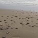 Nacen 421 tortuguitas en playas de Tecolutla; invitan a población a presenciar liberaciones