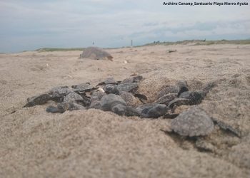Con ocho arribadas de tortuga golfina, el Santuario Playa Morro Ayuta registra una temporada récord