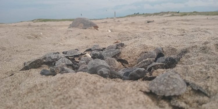Con ocho arribadas de tortuga golfina, el Santuario Playa Morro Ayuta registra una temporada récord