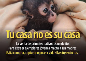 Profepa fortalece acciones para detectar y combatir la venta ilegal de vida silvestre en redes sociales