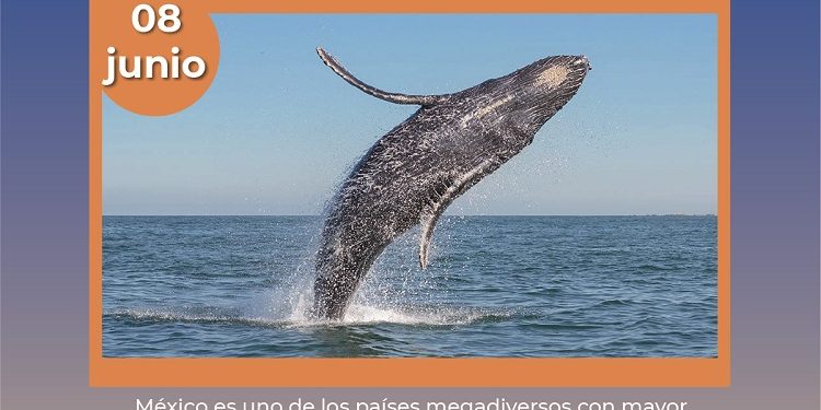 Día Mundial de los Océanos