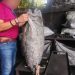 Asegura Profepa 22 toneladas de carbón vegetal de origen ilegal, en Tabasco