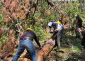 Conanp, Conafor, Semahn y comunidades locales, realizan acciones de sanidad forestal en el Parque Nacional Lagunas de Montebello
