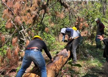 Conanp, Conafor, Semahn y comunidades locales, realizan acciones de sanidad forestal en el Parque Nacional Lagunas de Montebello