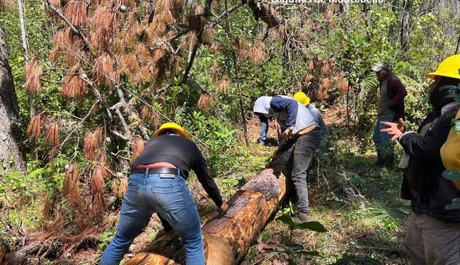 Conanp, Conafor, Semahn y comunidades locales, realizan acciones de sanidad forestal en el Parque Nacional Lagunas de Montebello