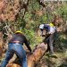 Conanp, Conafor, Semahn y comunidades locales, realizan acciones de sanidad forestal en el Parque Nacional Lagunas de Montebello