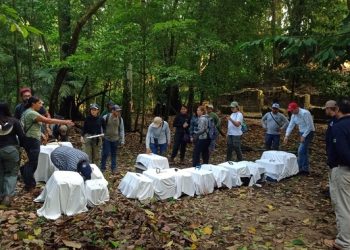 Conanp encabeza la reintroducción de 17 ejemplares de primates en el Parque Nacional Palenque