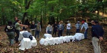 Conanp encabeza la reintroducción de 17 ejemplares de primates en el Parque Nacional Palenque