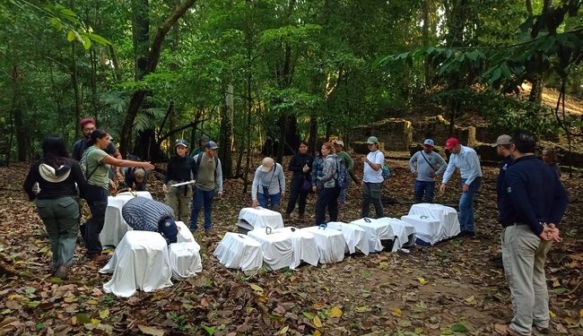 Conanp encabeza la reintroducción de 17 ejemplares de primates en el Parque Nacional Palenque