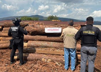 Asegura Profepa 558 m³ de madera y clausura aserradero ilegal, durante un cateo en Michoacán