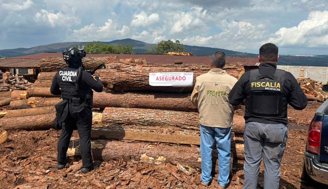 Asegura Profepa 558 m³ de madera y clausura aserradero ilegal, durante un cateo en Michoacán