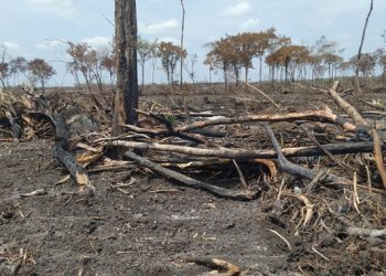 Clausura Profepa afectación de 205 hectáreas de selva en Campeche