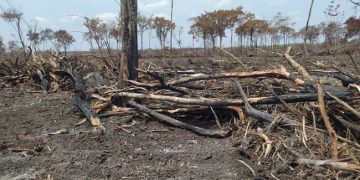 Clausura Profepa afectación de 205 hectáreas de selva en Campeche
