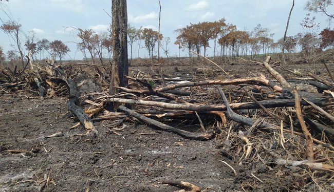 Clausura Profepa afectación de 205 hectáreas de selva en Campeche