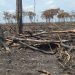 Clausura Profepa afectación de 205 hectáreas de selva en Campeche