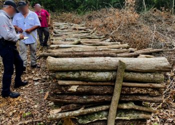 Profepa y GN desmantelan 13 hornos ilegales usados en la producción de carbón vegetal, en la Sierra de Tamaulipas