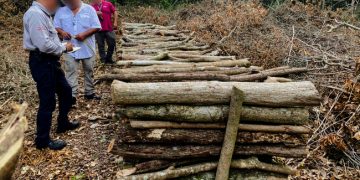 Profepa y GN desmantelan 13 hornos ilegales usados en la producción de carbón vegetal, en la Sierra de Tamaulipas