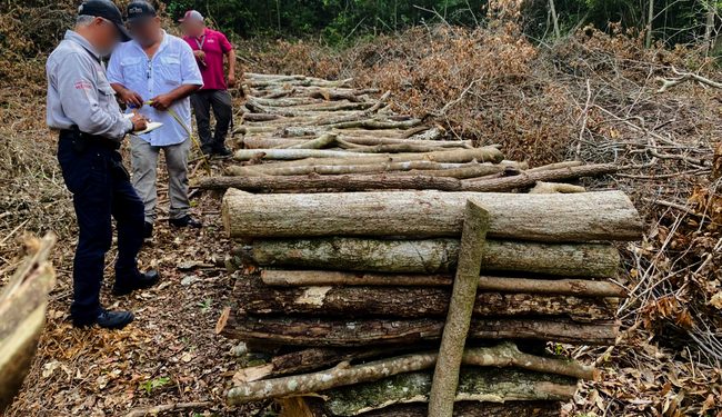 Profepa y GN desmantelan 13 hornos ilegales usados en la producción de carbón vegetal, en la Sierra de Tamaulipas