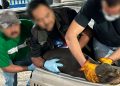 Profepa libera un lobo fino de Galápagos en Chiapas