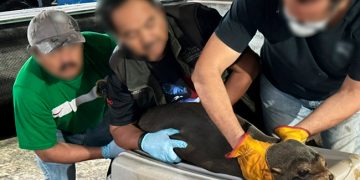 Profepa libera un lobo fino de Galápagos en Chiapas