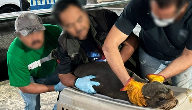Profepa libera un lobo fino de Galápagos en Chiapas