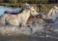Día Mundial del Caballo