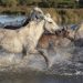 Día Mundial del Caballo