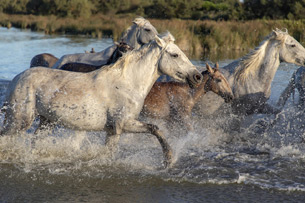 Día Mundial del Caballo