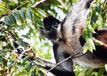 Modelo de interacción de monos araña podría mejorar la cooperación humana