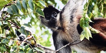 Modelo de interacción de monos araña podría mejorar la cooperación humana