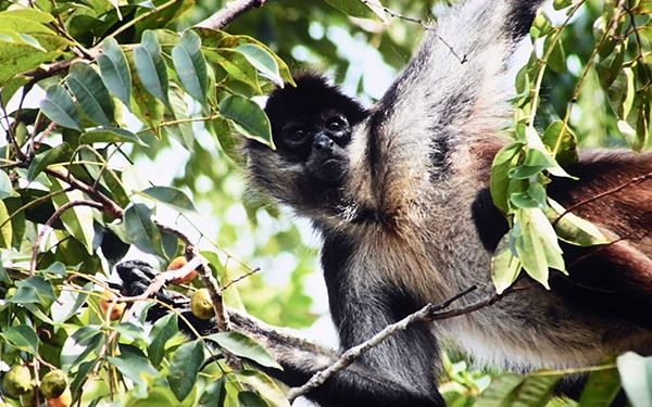 Modelo de interacción de monos araña podría mejorar la cooperación humana