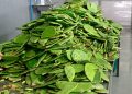 Revalorizan desechos de nopal como fertilizante para restaurar suelos: UNAM